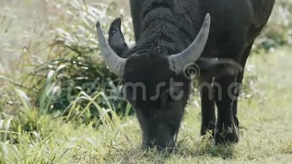 亚洲水牛放牧视频的预览图
