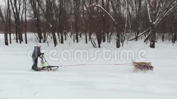 西伯利亚哈士奇在狗队在森林里奔跑在雪橇上骑着西伯利亚哈士奇狗队视频的预览图