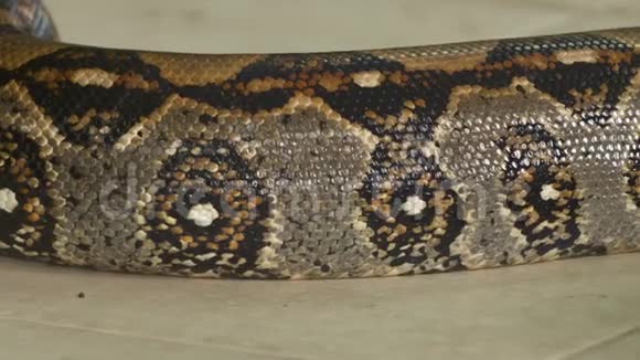 哥斯达黎加蟒蛇美丽的皮肤视频的预览图