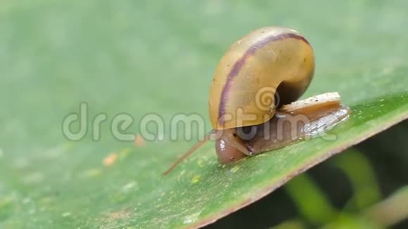 蜗牛在热带雨林的绿叶上爬行视频的预览图