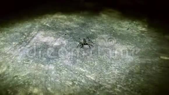 猎人蜘蛛在平面上的高角度拍摄视频的预览图