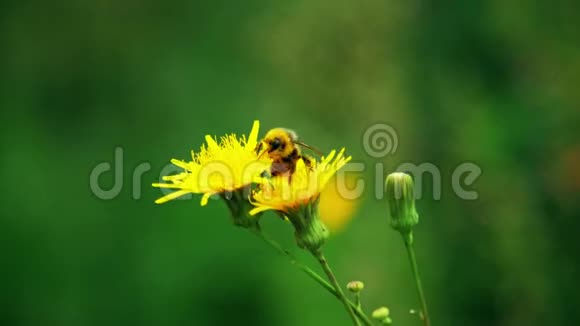 蜜蜂坐在蒲公英上授粉蜜蜂收集黄色花朵上的蜂蜜视频的预览图