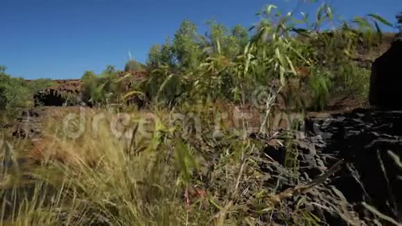 一个被灌木和岩石包围的水洞池塘视频的预览图