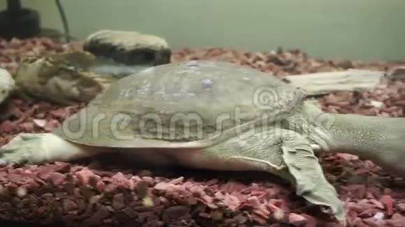中国软壳甲鱼视频的预览图