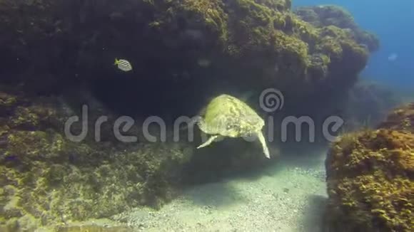 老青龟水下洞黄鱼派海龟慢慢游视频的预览图
