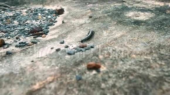 蜈蚣沿着岩石爬行的特写镜头视频的预览图