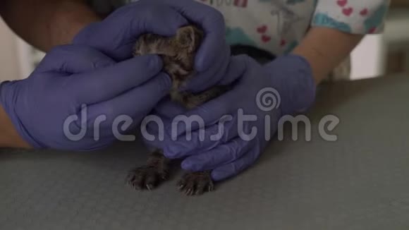两个兽医一起为一只漂亮的小猫做手术视频的预览图