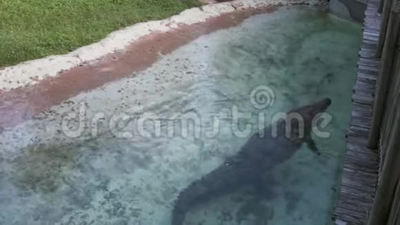 鳄鱼跳跃捕捉食物动物园场景视频的预览图