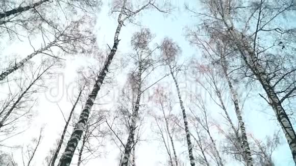树在底部的轮廓天空中的树木视频的预览图