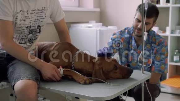 漂亮的狗躺在兽医诊所的导管里视频的预览图