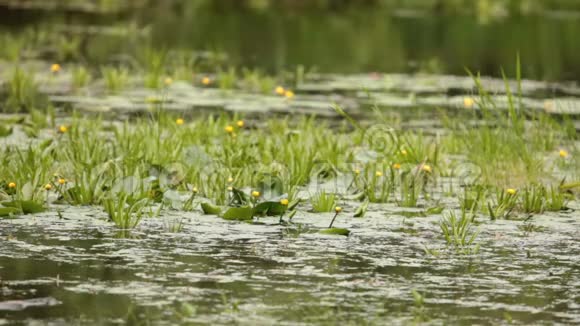 黄花睡莲花在沼泽里视频的预览图