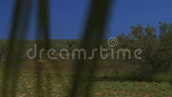 一片绿色的草地和灌木丛在后面视频的预览图