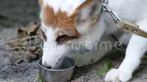 罕见的白狐喝水视频的预览图