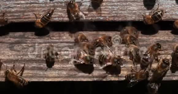 欧洲蜂蜜蜜蜂意大利蜜蜂蜂巢入口的黑蜂飞行中的昆虫诺曼底的蜜蜂实时4K视频的预览图
