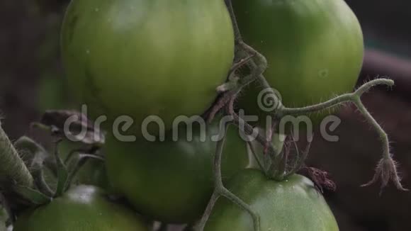 蕃茄生长在温室里葡萄干上有未成熟的果实有机蔬菜视频的预览图