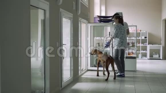 女兽医在动物诊所为一只狗展示了一个位置视频的预览图