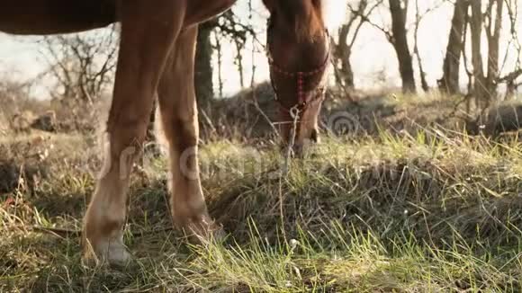 近距离观看优雅平静的马在草地上缓慢地啃草视频的预览图