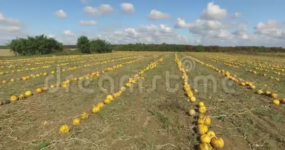 排列成一排橙色南瓜准备在秋天在田间收获视频的预览图