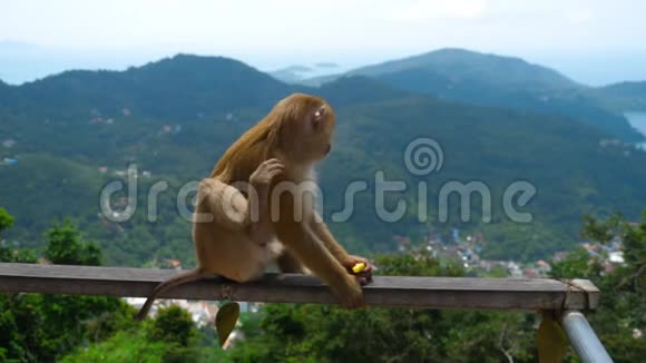 普吉山上的猕猴视频的预览图