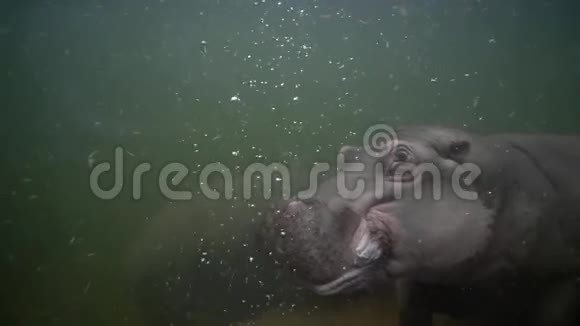 大型河马在动物园的泥水中游泳动物在模仿野生动物视频的预览图