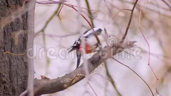 啄木鸟从树枝跳到树枝的肖像在自然背景下拍打树木寻找害虫视频的预览图
