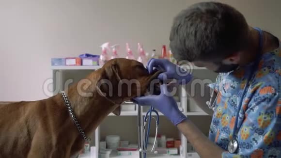 兽医在兽医诊所检查狗的牙齿视频的预览图