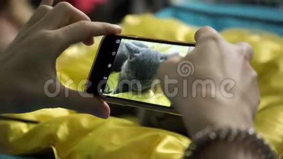 黄色背景下用手机拍摄女孩猫视频的预览图