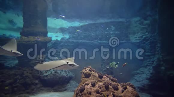 鱼类黄貂鱼海洋动物在水中游泳水下动物在动物园视频的预览图