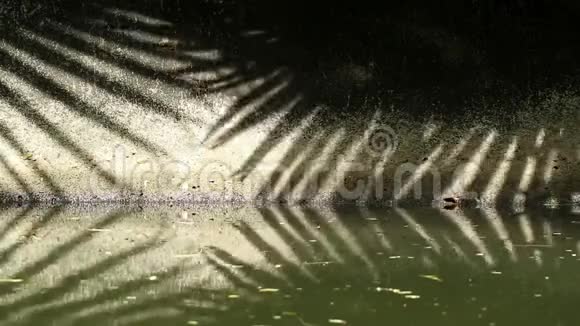 自然模式中国扇棕榈树叶片在渠壁和水面上的抽象阴影视频的预览图