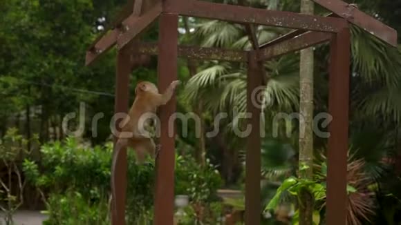 一只滑稽的猕猴在热带公园的木杆上慢镜头视频的预览图