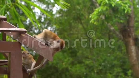 一只滑稽的猕猴在热带公园的木杆上慢镜头视频的预览图