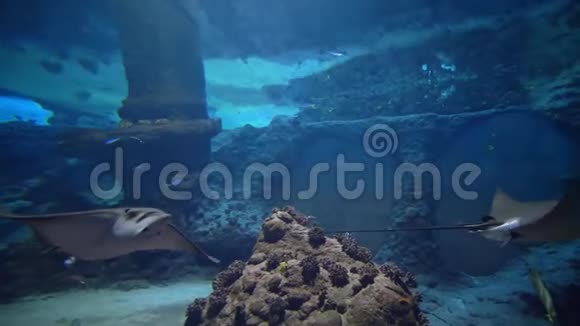海洋生物水族馆带热带鱼和黄貂鱼在动物园的水中游泳视频的预览图