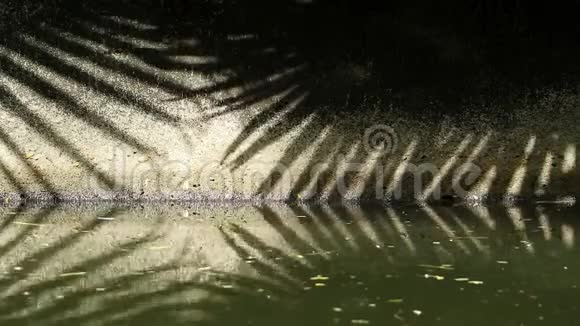 自然模式中国扇棕榈树叶片在渠壁和水面上的抽象阴影视频的预览图