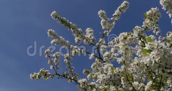 蓝天背景诺曼底实时花卉中苹果树的枝视频的预览图