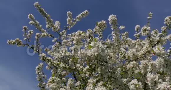 蓝天背景下花中苹果树的枝诺曼底实时视频的预览图