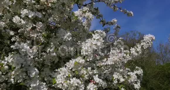 蓝天背景下花中苹果树的枝诺曼底实时视频的预览图
