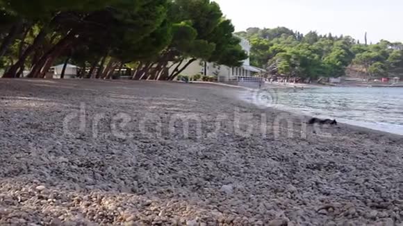 松鼠下午在克罗地亚海滩上奔向大海视频的预览图