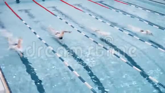 上图4名游泳运动员在游泳池中游泳表演爬行风格视频的预览图