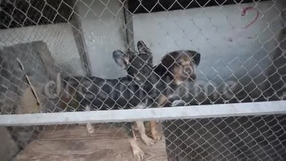 狗在笼子里孤独的狗在等待幸福视频的预览图