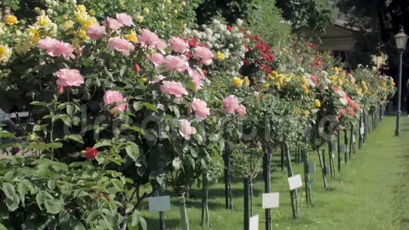在阳光明媚的日子里在公共城市花园展出盛开的玫瑰花丛视频的预览图