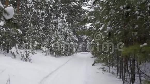 在下雪的时候追踪冬天冷杉林的多利镜头视频的预览图
