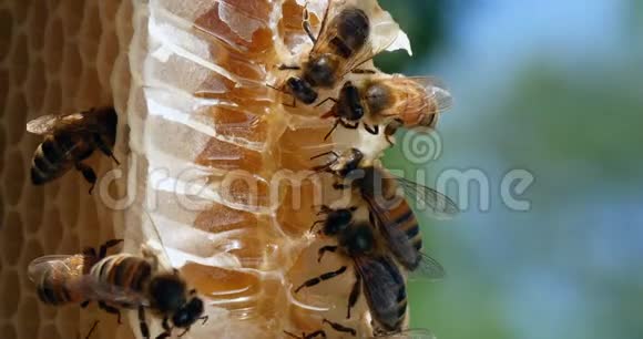 欧洲蜂蜜蜜蜂意大利蜜蜂野雷蜜蜂在阿尔维鲁斯工作的蜜蜂在诺曼底采摘蜜蜂野生蜜蜂蜂巢视频的预览图