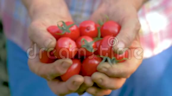 老年妇女手捧熟红樱桃番茄特写视频的预览图