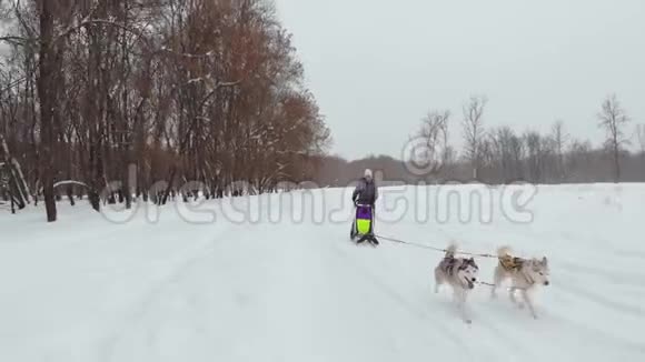 西伯利亚哈士奇在狗队在森林里奔跑在雪橇上骑着西伯利亚哈士奇狗队视频的预览图