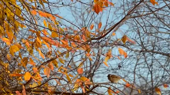 麻雀在秋天的树枝上跳跃视频的预览图