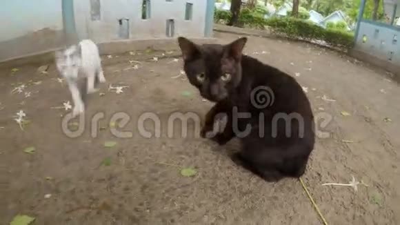 黑白猫视频的预览图