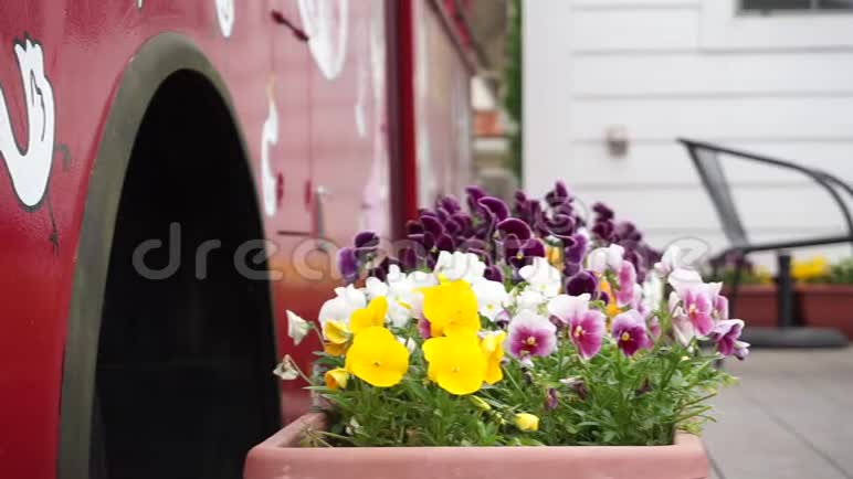 美丽的五颜六色的三色堇盛开的花朵在风中移动视频的预览图