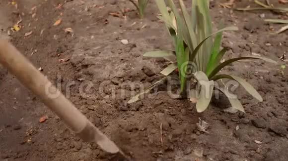 戴手套的专业园丁正用铲子把植物周围的土壤弄松视频的预览图