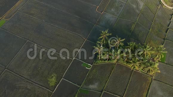 巴厘岛稻田的无人机或鸟瞰图视频的预览图