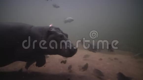 模仿野生动物河马和淡水鱼的动物在水族馆的水下游泳视频的预览图